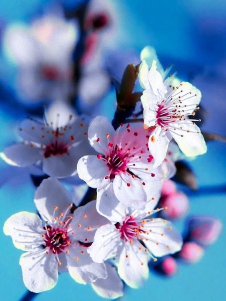 Обложка для одноклассников Весна