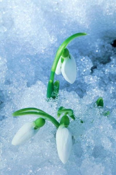 Красивая веточка