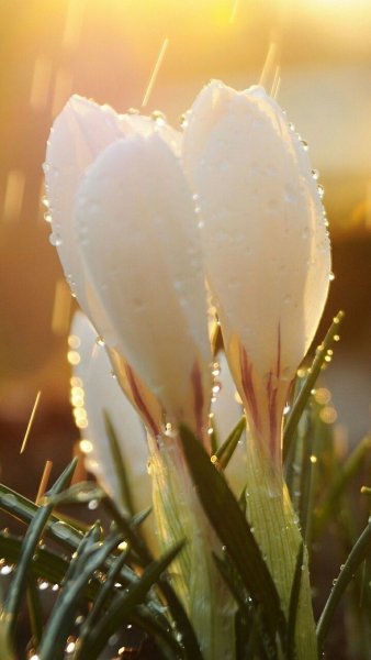 Весна художник Татьяна Марковцева