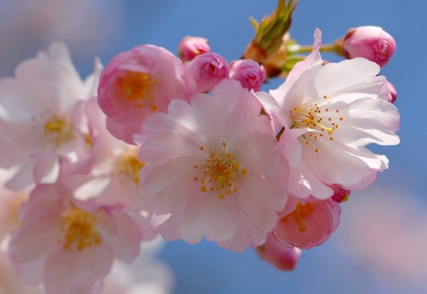 Красивые весенние картинки на аву