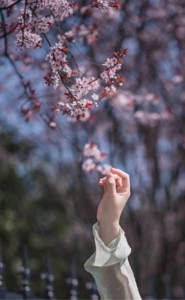 Вишневый сад цветение