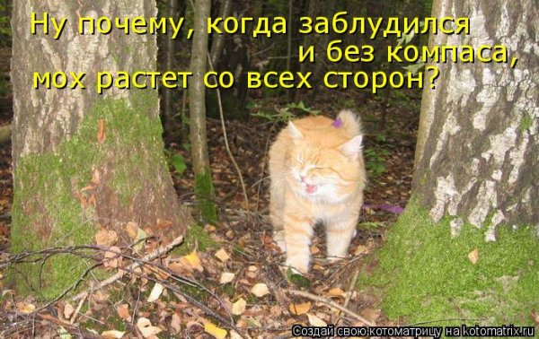 Шутки про заблудившихся в лесу