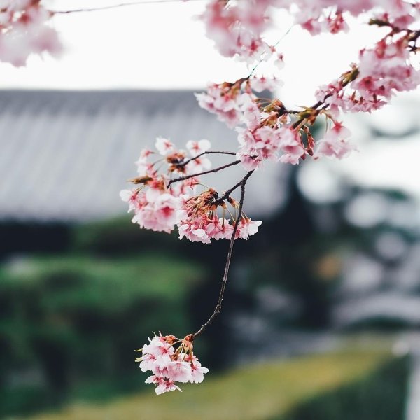 Весна цветение