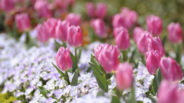 Весна тюльпаны