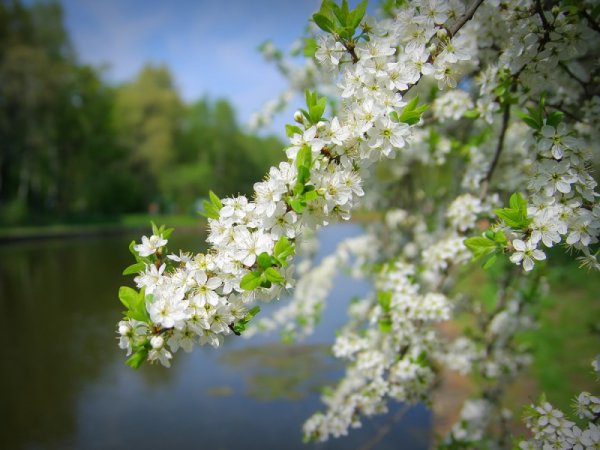 Утро в цветущем саду