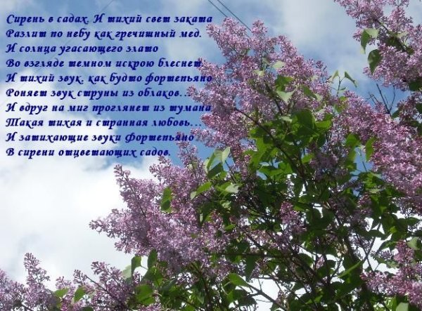 Влюбленные под черемухой ...