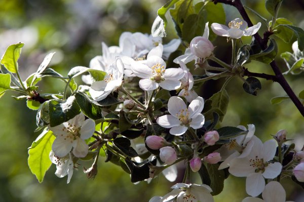 Весна надпись