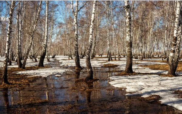 Чайковский Подснежник