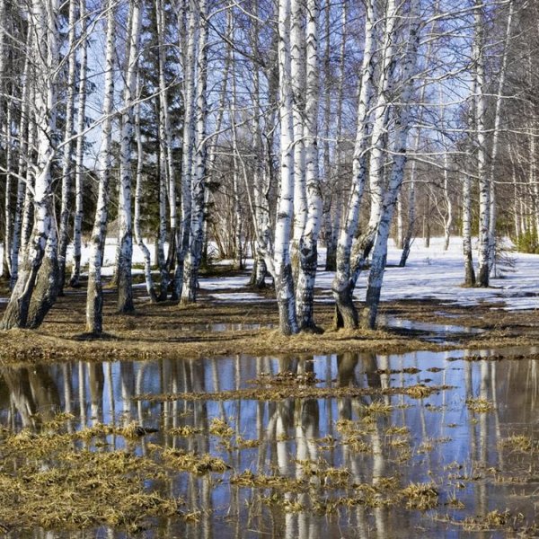 Ранняя Весна с проталинами подснежниками