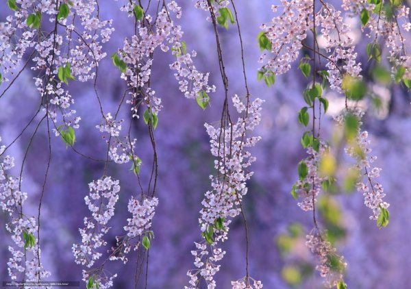 Природа цветы