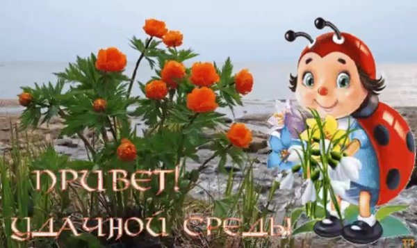 Летнего утра среды