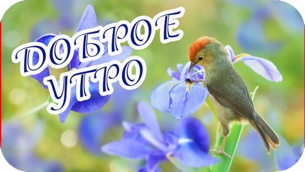 Доброе утро щебечет природа