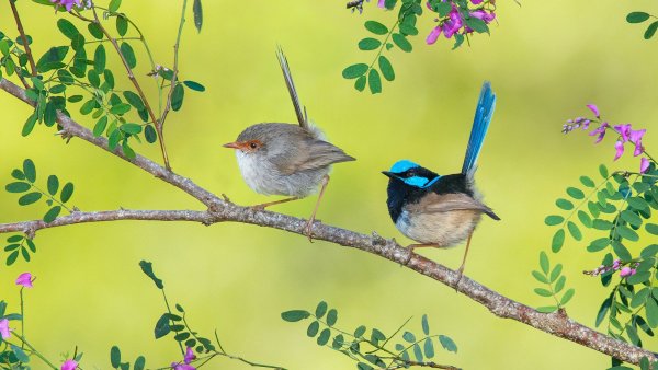 Птица на ветке