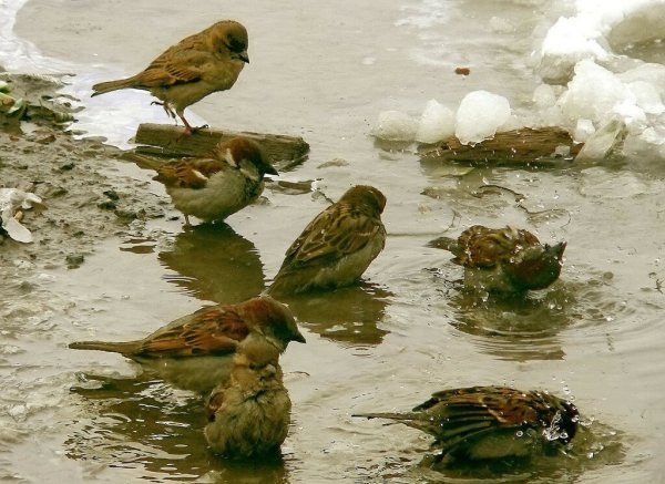 Воробей в луже