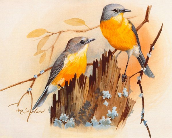 Художник Эрик Шеферд