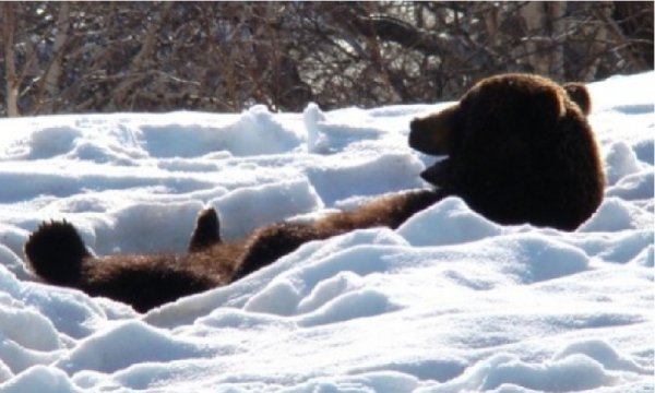 Медведь проснулся