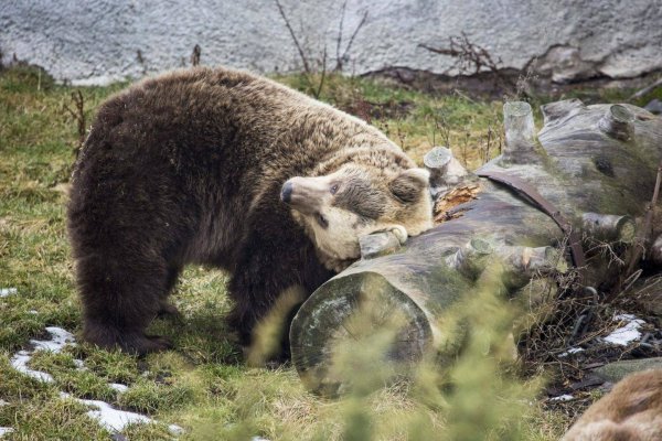 Мэдвэд в бэрлогэ взимнюю спиачкэ