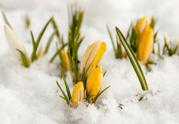 Весне дорогу!