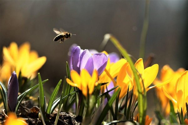 Весна идёт весне дорогу