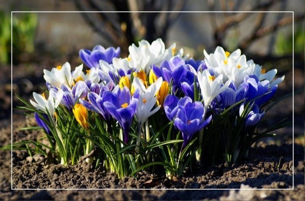 Весне дорогу!