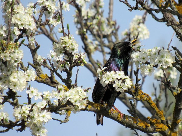 Весна идёт весне дорогу картинки фотоконкурс