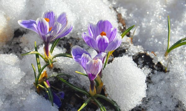 Весенний пейзаж с людьми