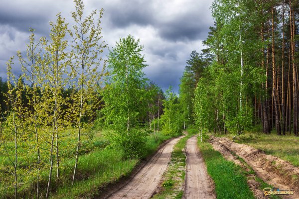 Рут Сандерсон Весна
