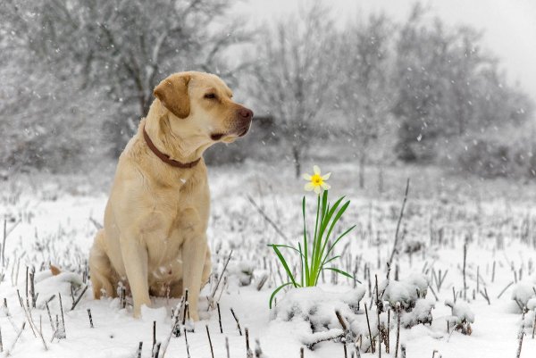 "Очарование весны"