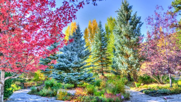 Разноцветное дерево