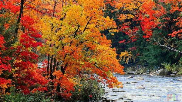 Осенний лес сентябрь