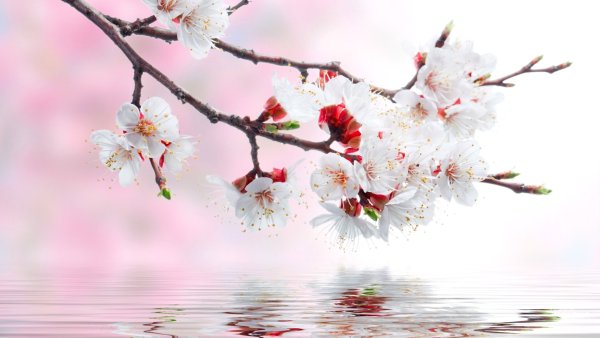 Сакура японская вишня