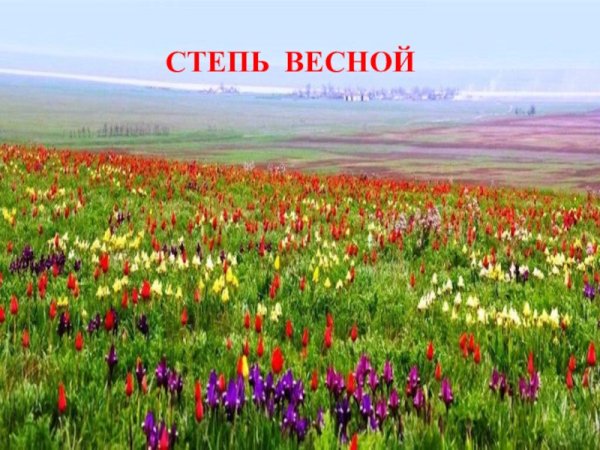 Зона степей в России