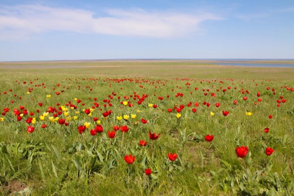 Хомутовская степь растения