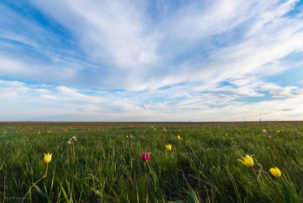 Калмыкия Калмыкия степные тюльпаны