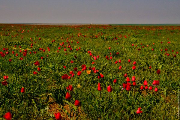 Оренбургская степь весной