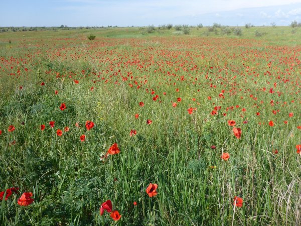 Степь с животными и растениями