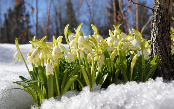 Первоцветы подснежники крокусы