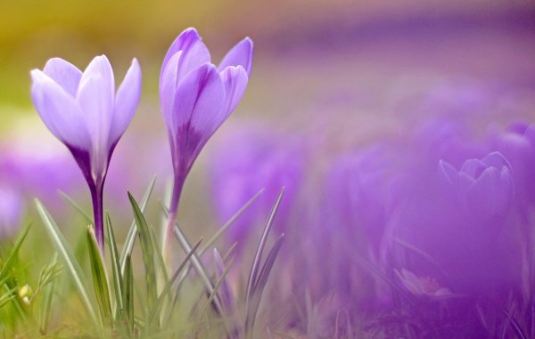 Весенняя природа