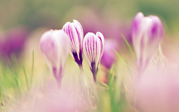 Нежные крокусы