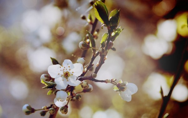 Яблоня цветёт