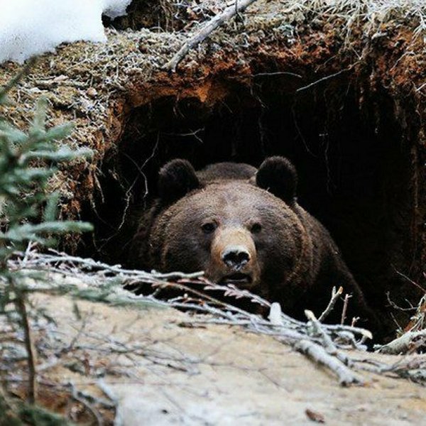 Бурый медведь в берлоге
