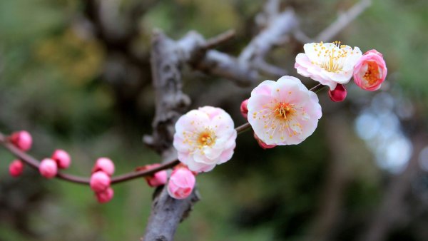Цветение абрикосового дерева в Японии