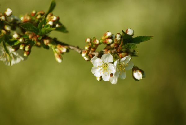 Цветение вишни