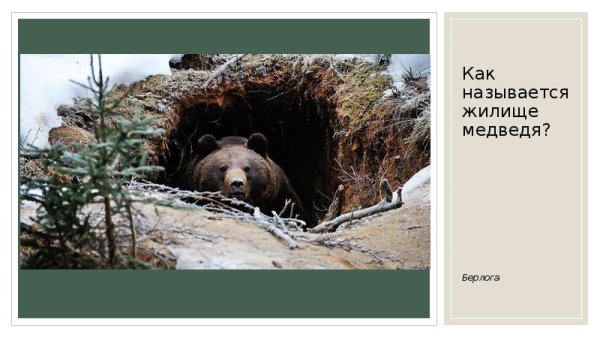 Животные зимой медведь в берлоге