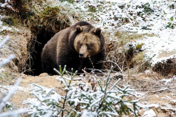 Медвежья Берлога