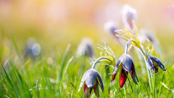 Лето Макросъемка