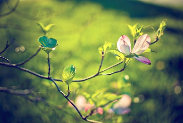 Весна природа макро