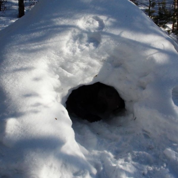 Берлога Гризли