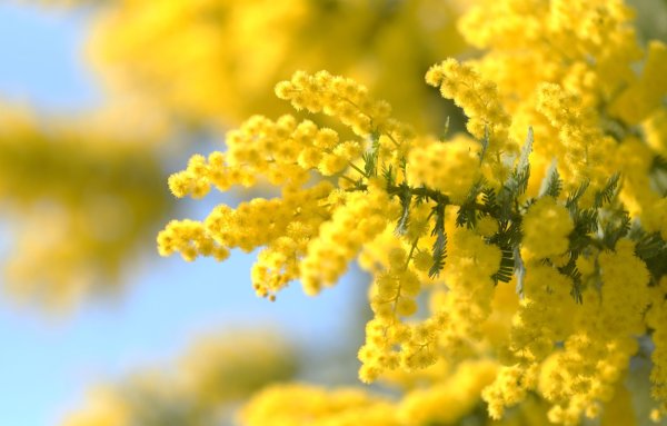 Весна мимозы в России