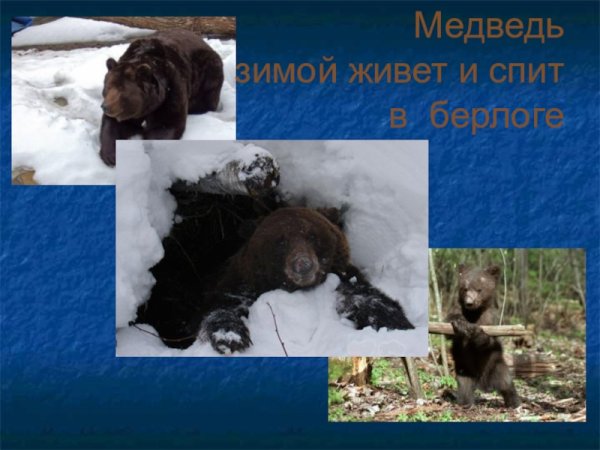 Медведь в спячке в берлоге